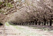 Turning from the Main Road